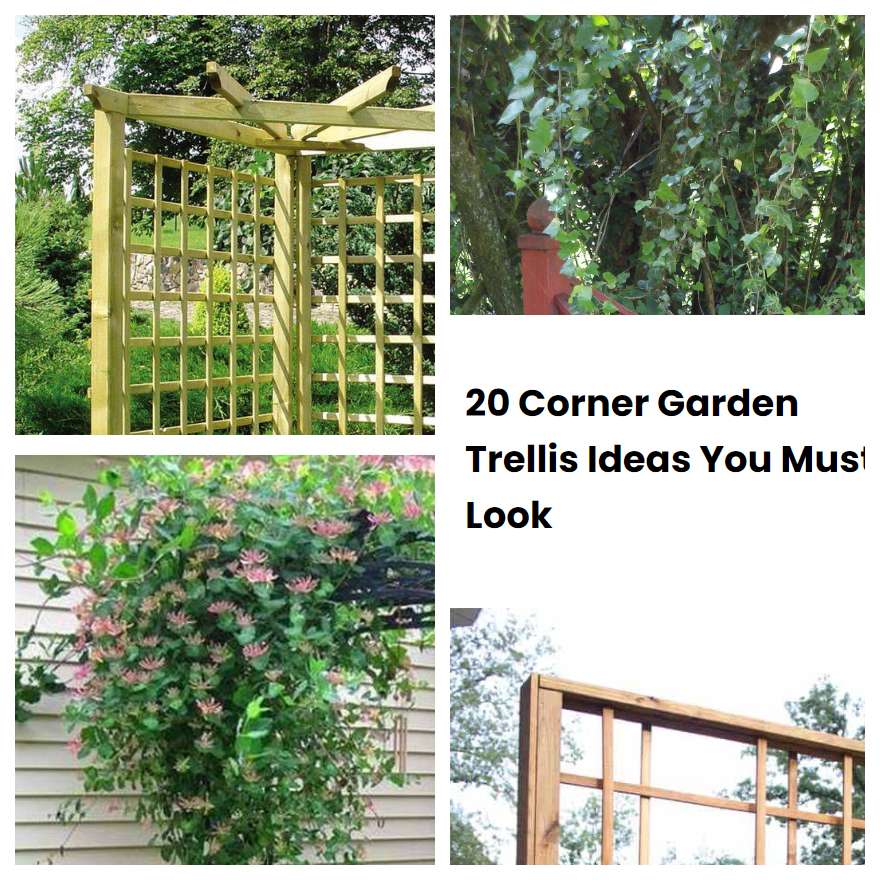 20 Corner Garden Trellis Ideas You Must Look