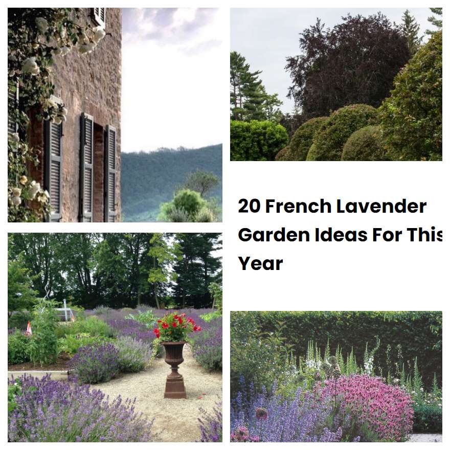 20 French Lavender Garden Ideas For This Year | SharonSable