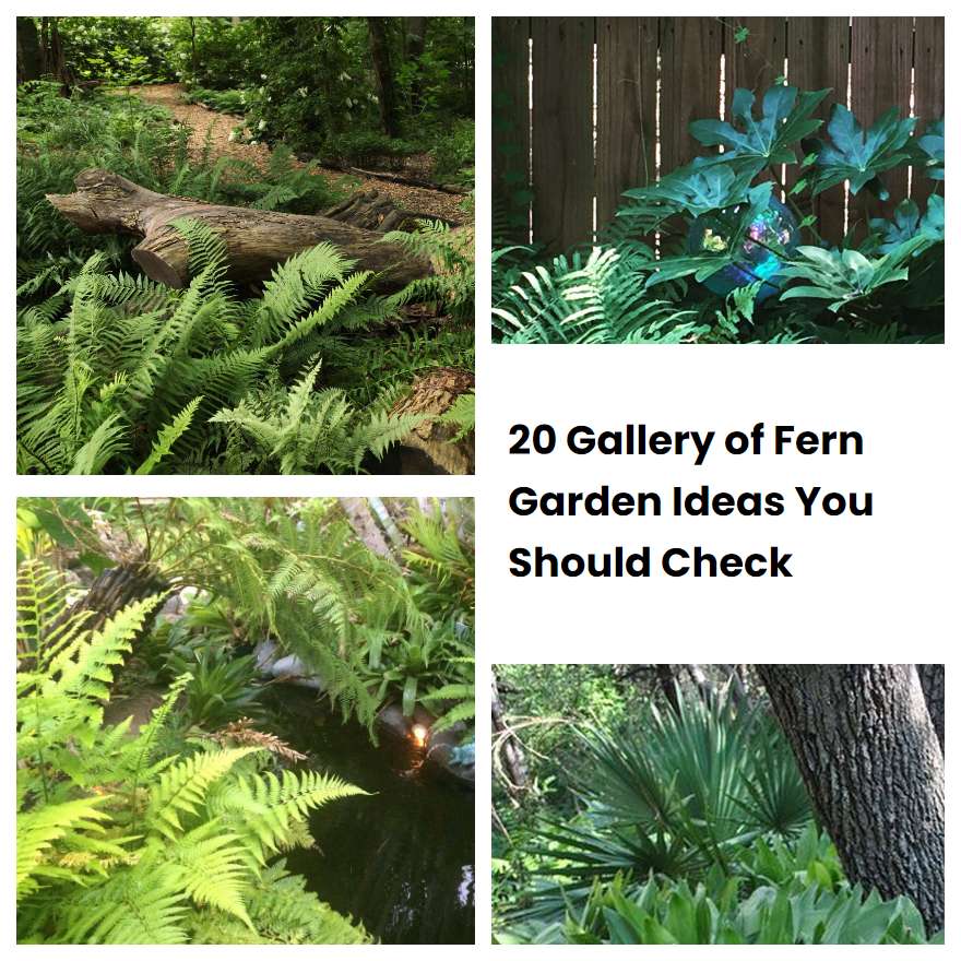 20 Gallery of Fern Garden Ideas You Should Check | SharonSable