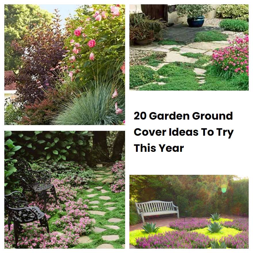 20 Garden Ground Cover Ideas To Try This Year