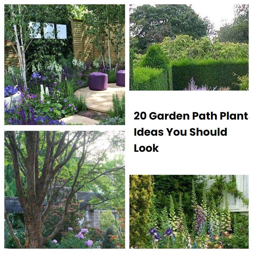 20 Garden Path Plants Ideas You Should Look 