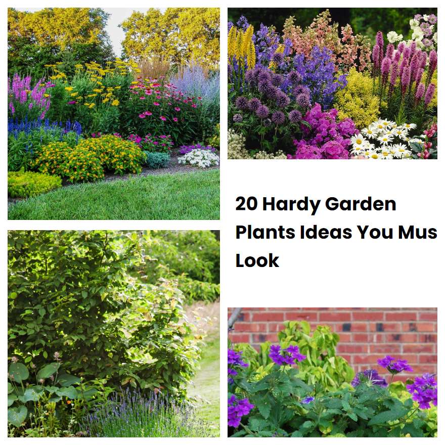 20 Hardy Garden Plants Ideas You Must Look | SharonSable