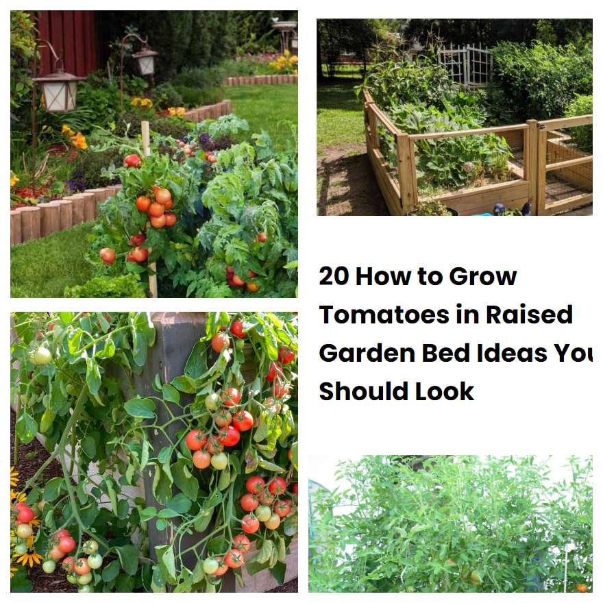 20 How to Grow Tomatoes in Raised Garden Bed Ideas You Should Look