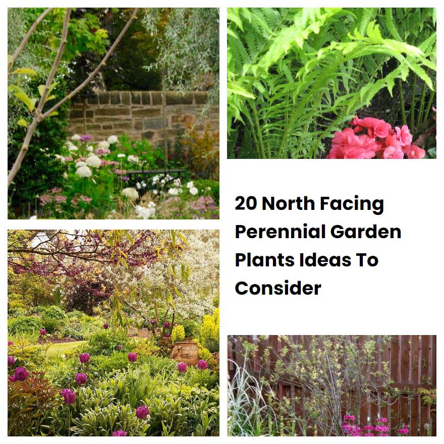 20 North Facing Perennial Garden Plants Ideas To Consider | SharonSable