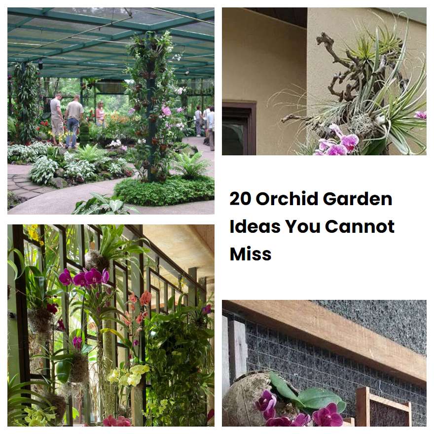 20 Orchid Garden Ideas You Cannot Miss