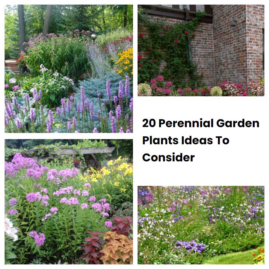 20 Perennial Garden Plants Ideas To Consider | SharonSable