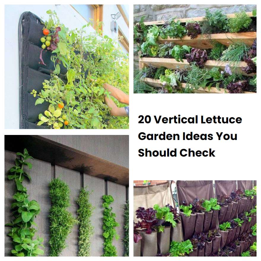 20 Vertical Lettuce Garden Ideas You Should Check | SharonSable