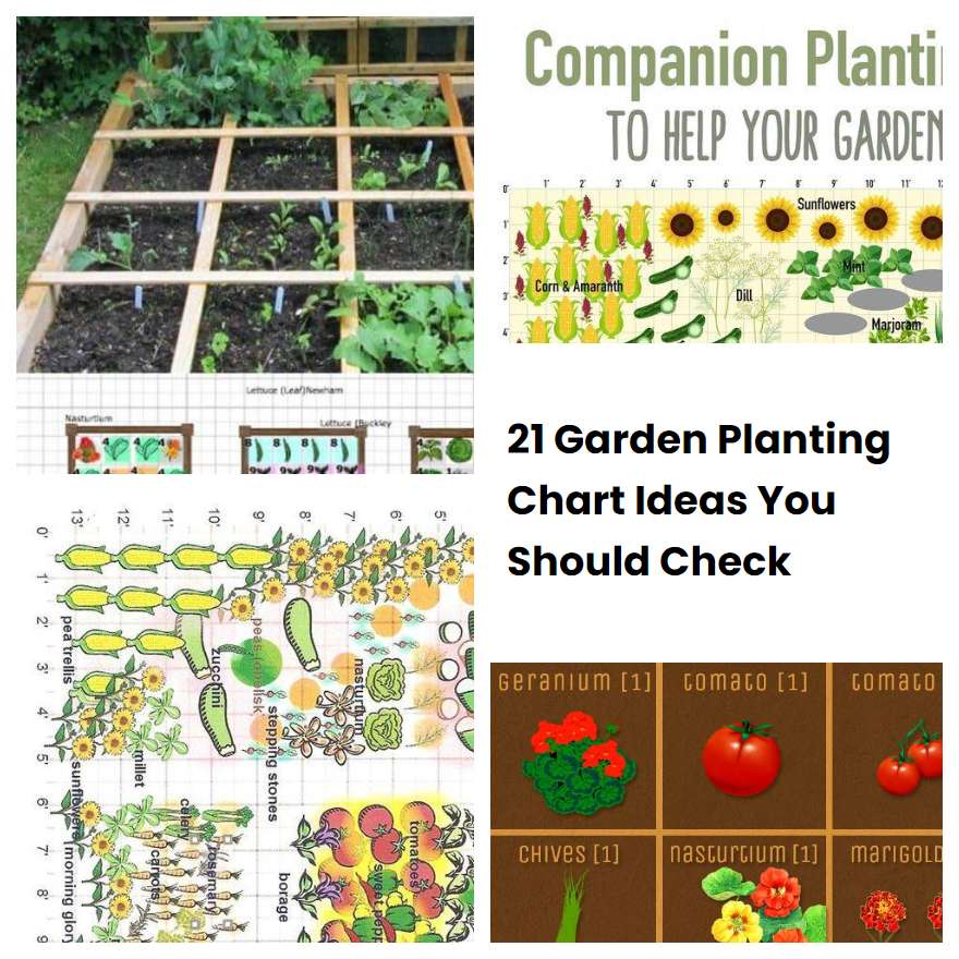 21 Garden Planting Chart Ideas You Should Check | SharonSable