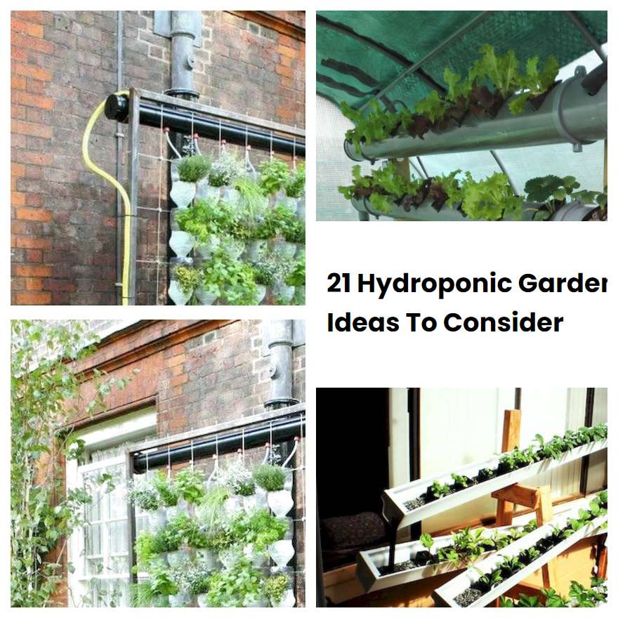 21 Hydroponic Garden Ideas To Consider | SharonSable