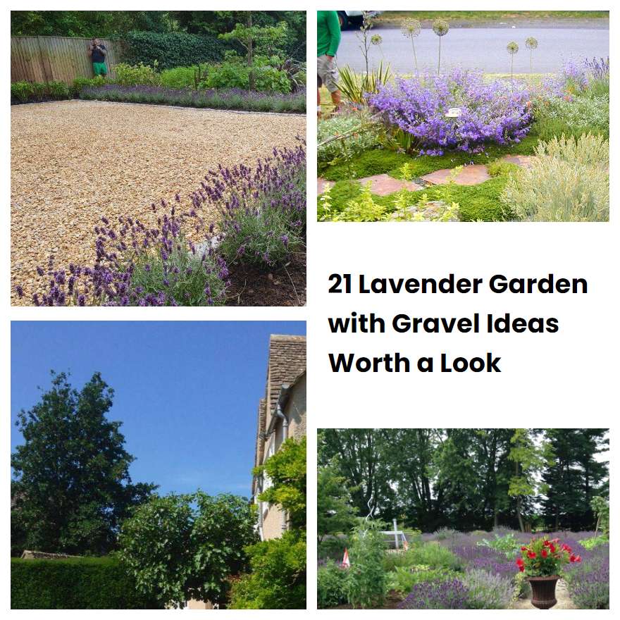 21 Lavender Garden with Gravel Ideas Worth a Look | SharonSable