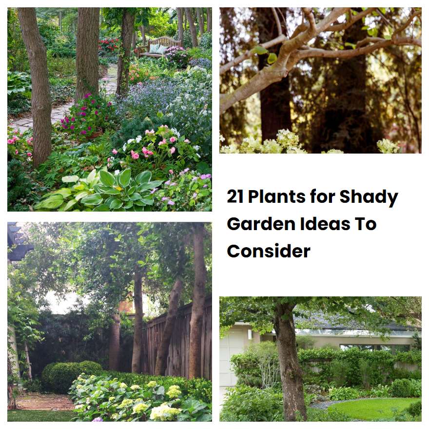 21 Plants for Shady Garden Ideas To Consider | SharonSable