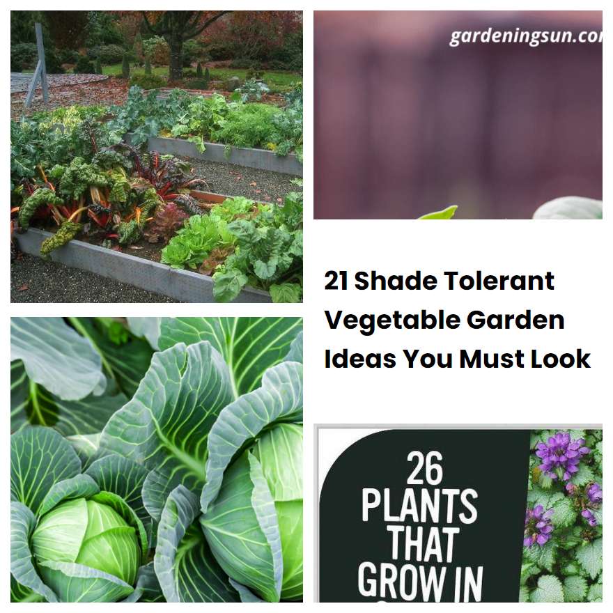 21 Shade Tolerant Vegetable Garden Ideas You Must Look Sharonsable