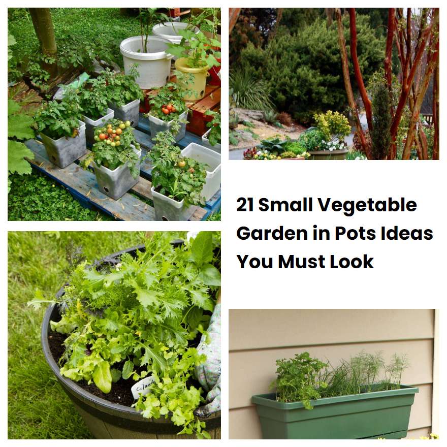 21 Small Vegetable Garden in Pots Ideas You Must Look | SharonSable