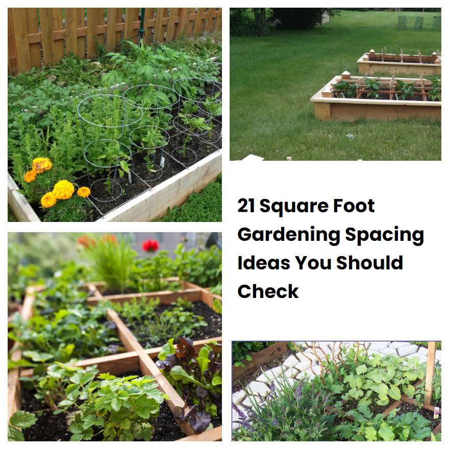 21 Square Foot Gardening Spacing Ideas You Should Check | SharonSable