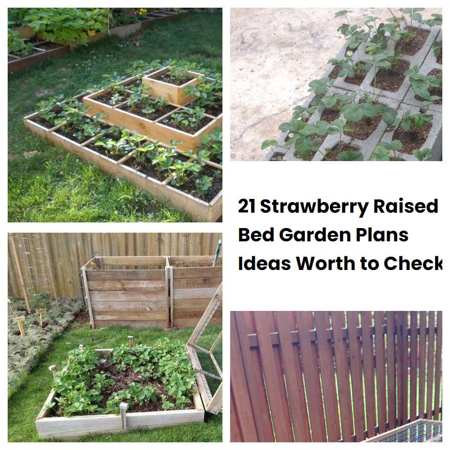 21 Strawberry Raised Bed Garden Plans Ideas Worth To Check Sharonsable