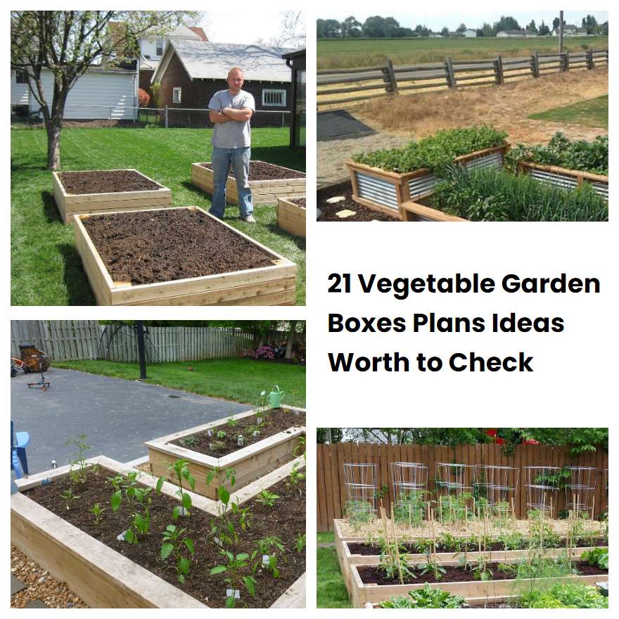 21 Vegetable Garden Boxes Plans Ideas Worth To Check 