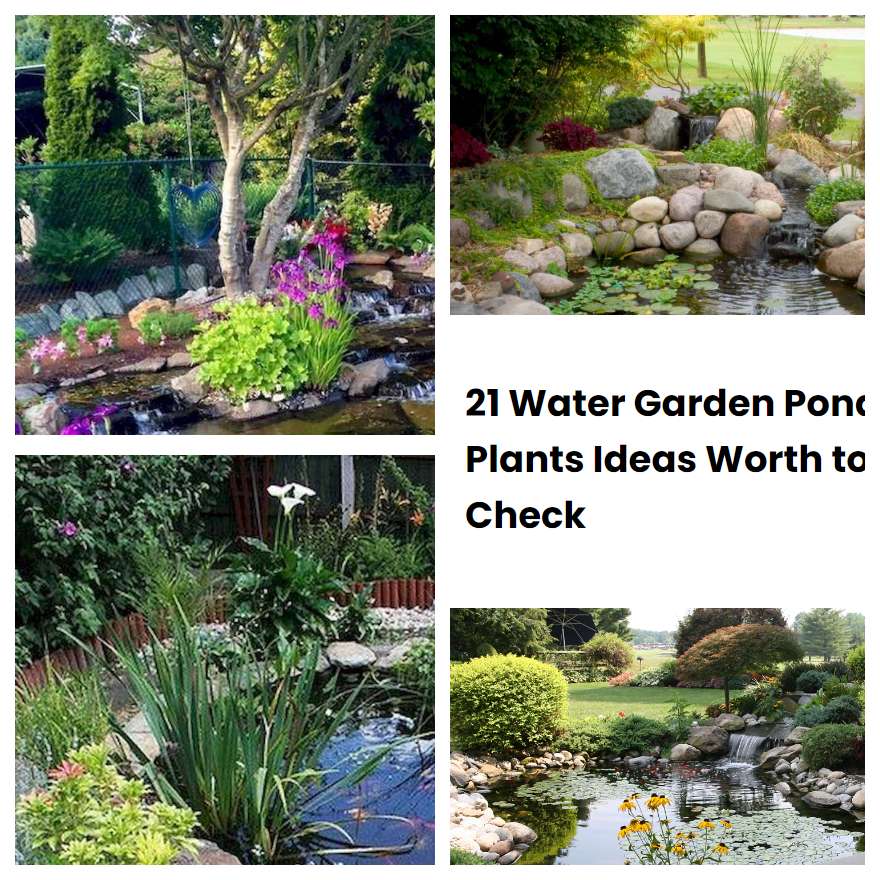 21 Water Garden Pond Plants Ideas Worth to Check | SharonSable