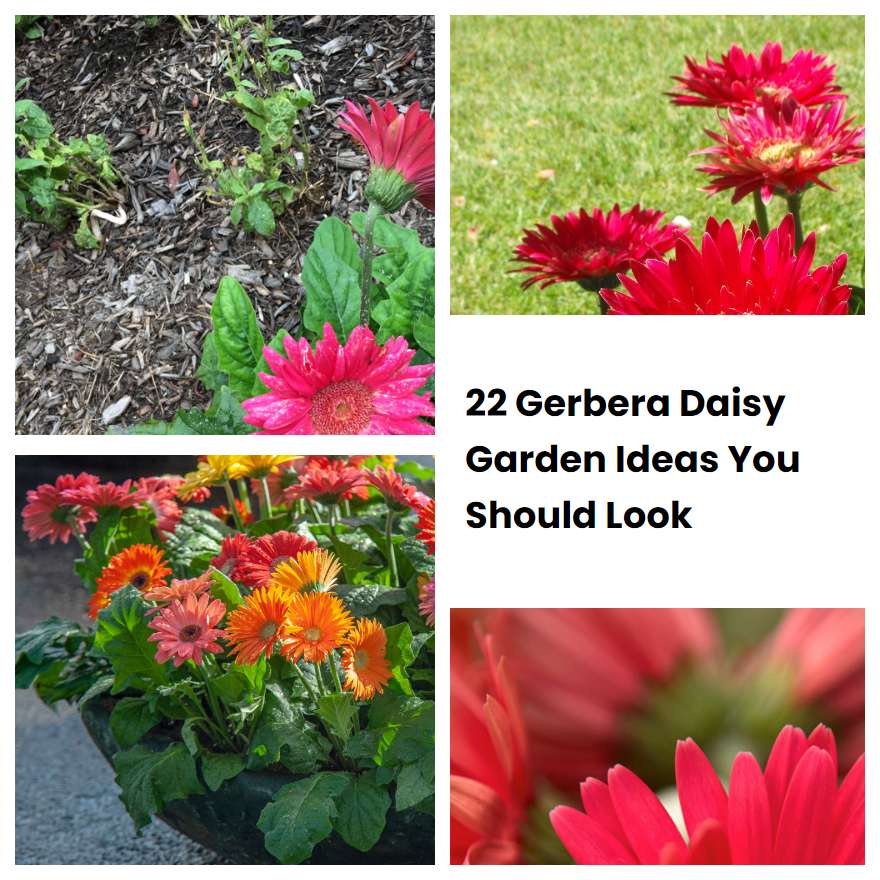 22 Gerbera Daisy Garden Ideas You Should Look