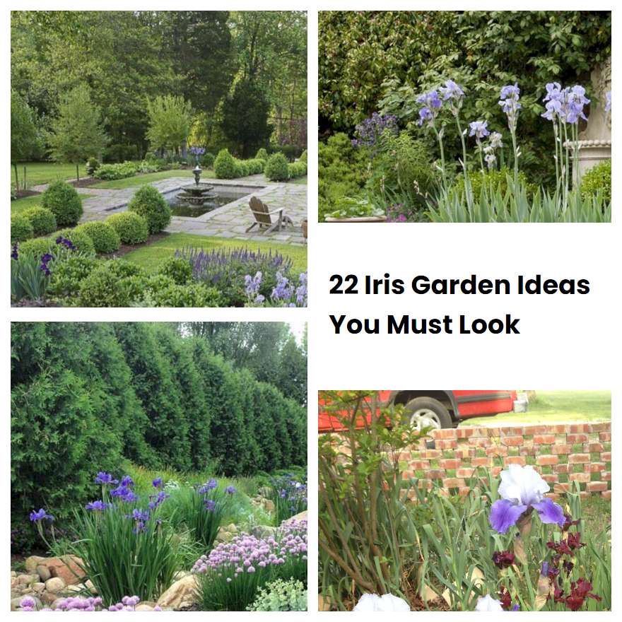 22 Iris Garden Ideas You Must Look | SharonSable