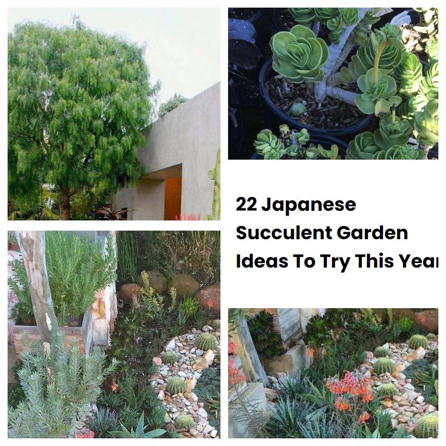 22 Japanese Succulent Garden Ideas To Try This Year | SharonSable