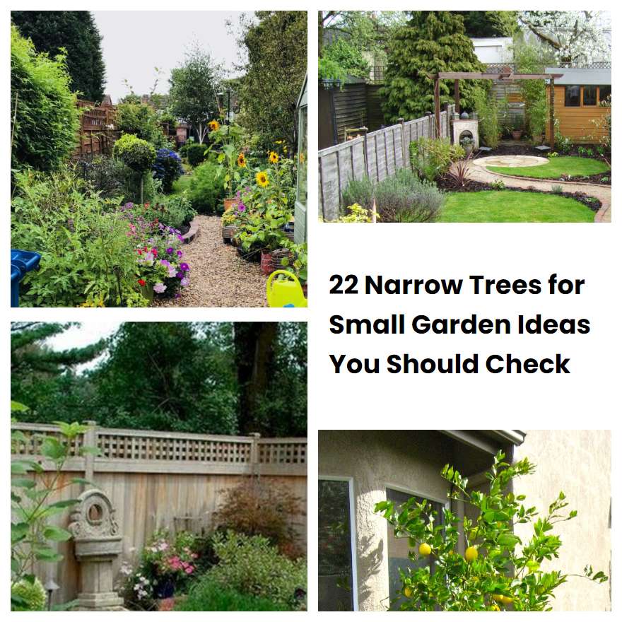 22 Narrow Trees for Small Garden Ideas You Should Check | SharonSable