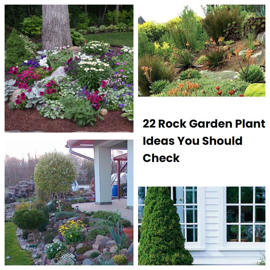 22 Rock Garden Plant Ideas You Should Check | SharonSable