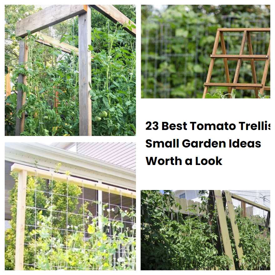 23 Best Tomato Trellis Small Garden Ideas Worth a Look | SharonSable