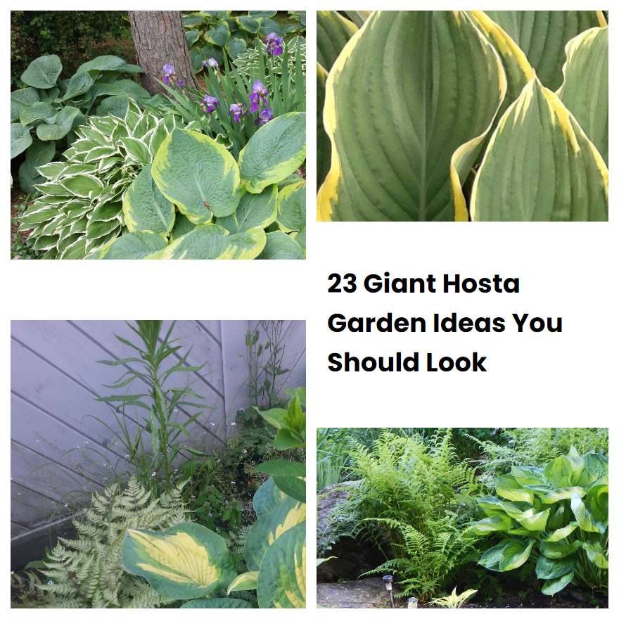 23 Giant Hosta Garden Ideas You Should Look | SharonSable