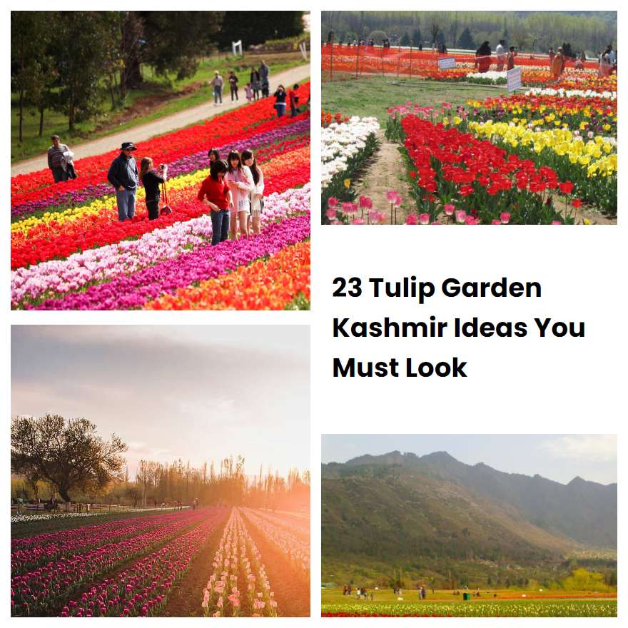 23 Tulip Garden Kashmir Ideas You Must Look