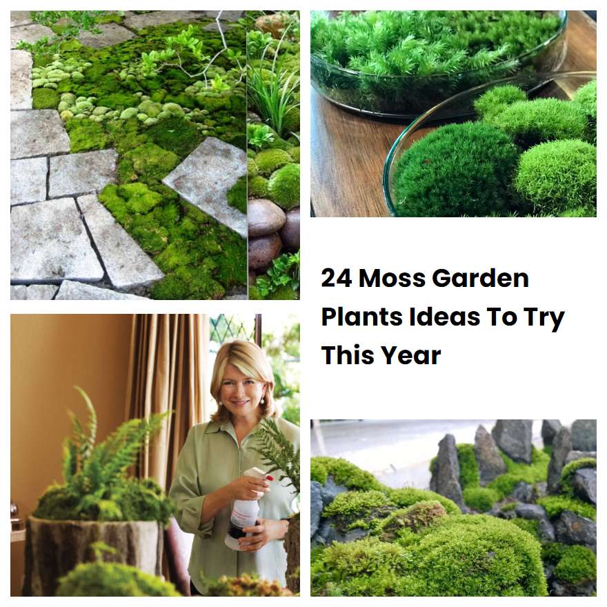 24 Moss Garden Plants Ideas To Try This Year | SharonSable