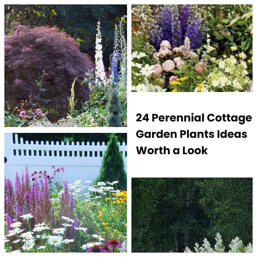 24 Perennial Cottage Garden Plants Ideas Worth a Look | SharonSable