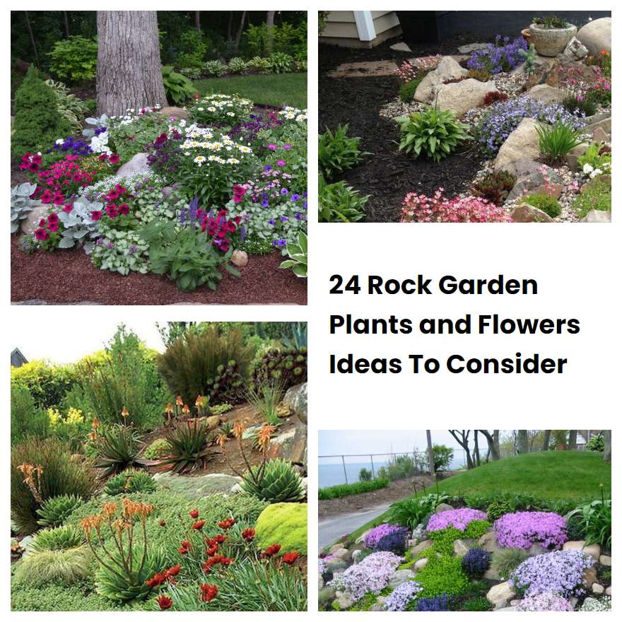 24 Rock Garden Plants and Flowers Ideas To Consider