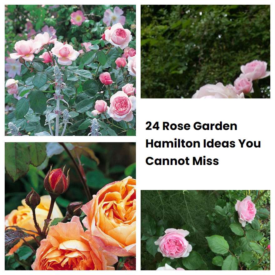 24 Rose Garden Hamilton Ideas You Cannot Miss | SharonSable