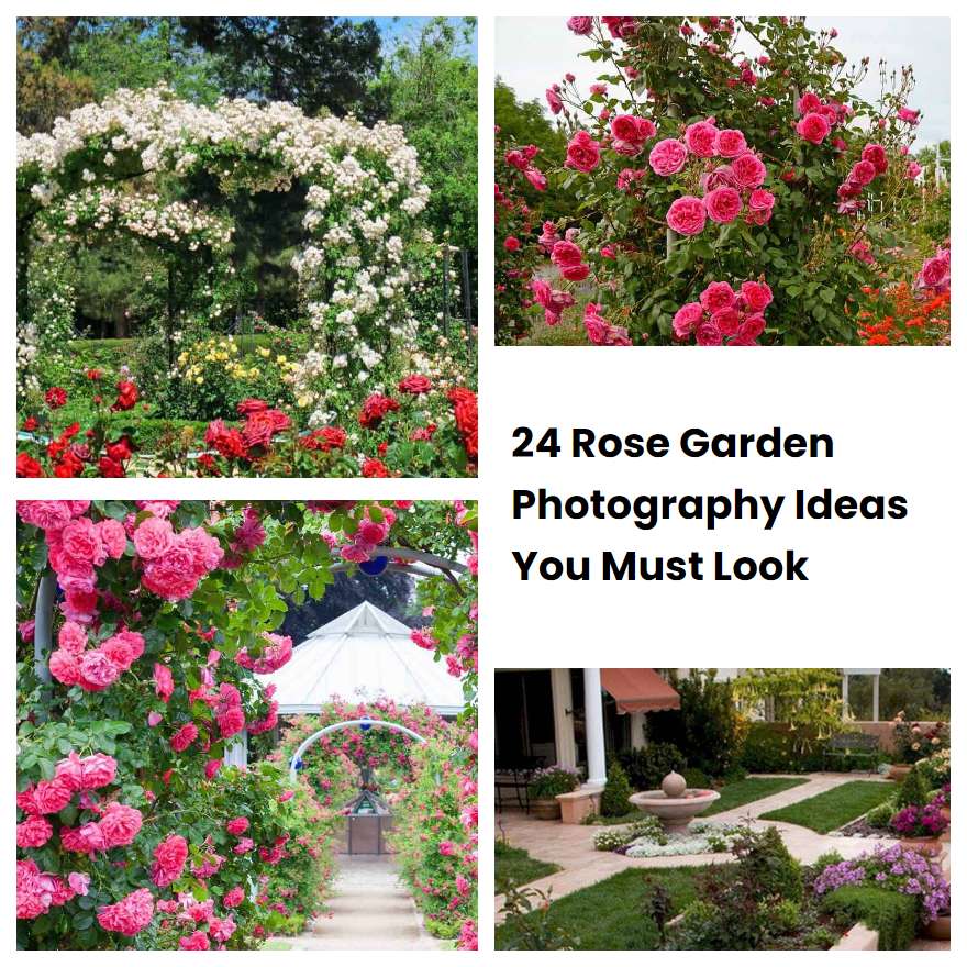 24 Rose Garden Photography Ideas You Must Look | SharonSable