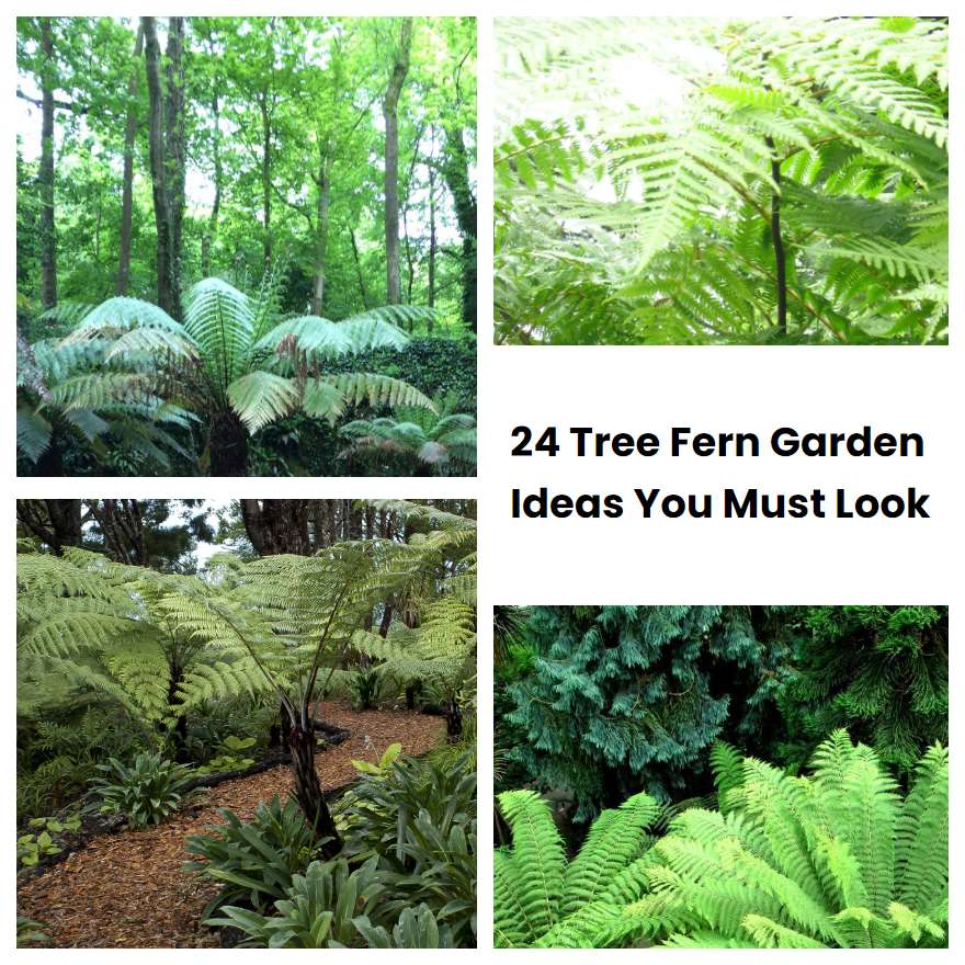 24 Tree Fern Garden Ideas You Must Look | SharonSable