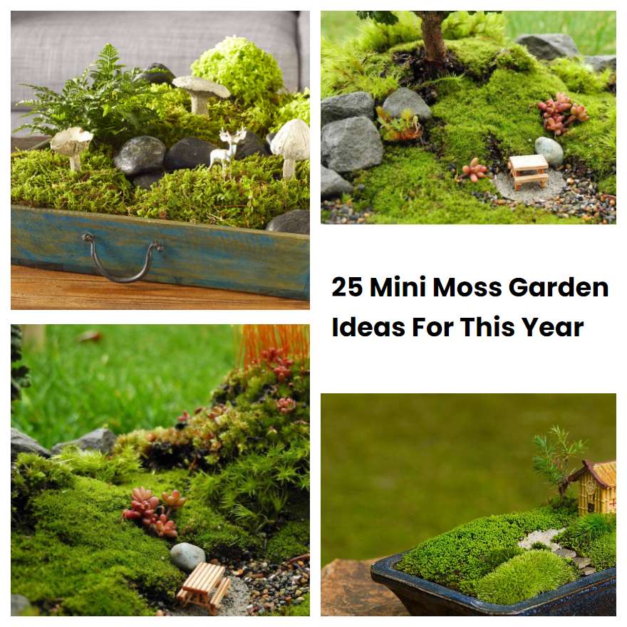 25 Mini Moss Garden Ideas For This Year | SharonSable