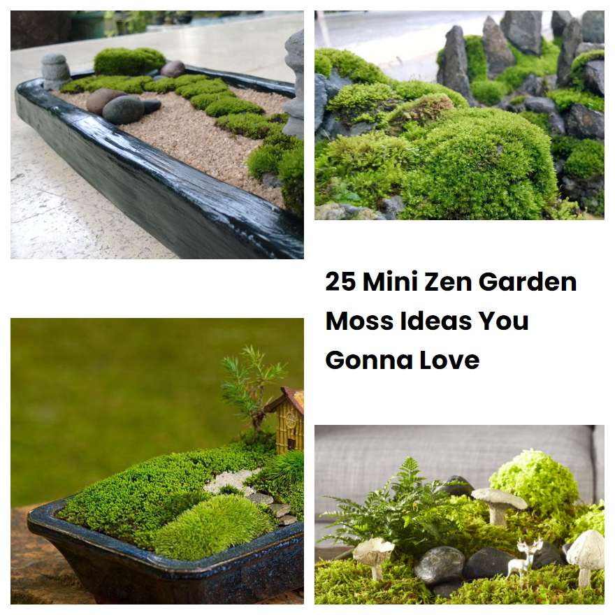 25 Mini Zen Garden Moss Ideas You Gonna Love 