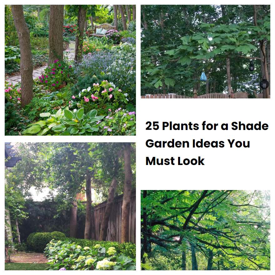 25 Plants for a Shade Garden Ideas You Must Look | SharonSable