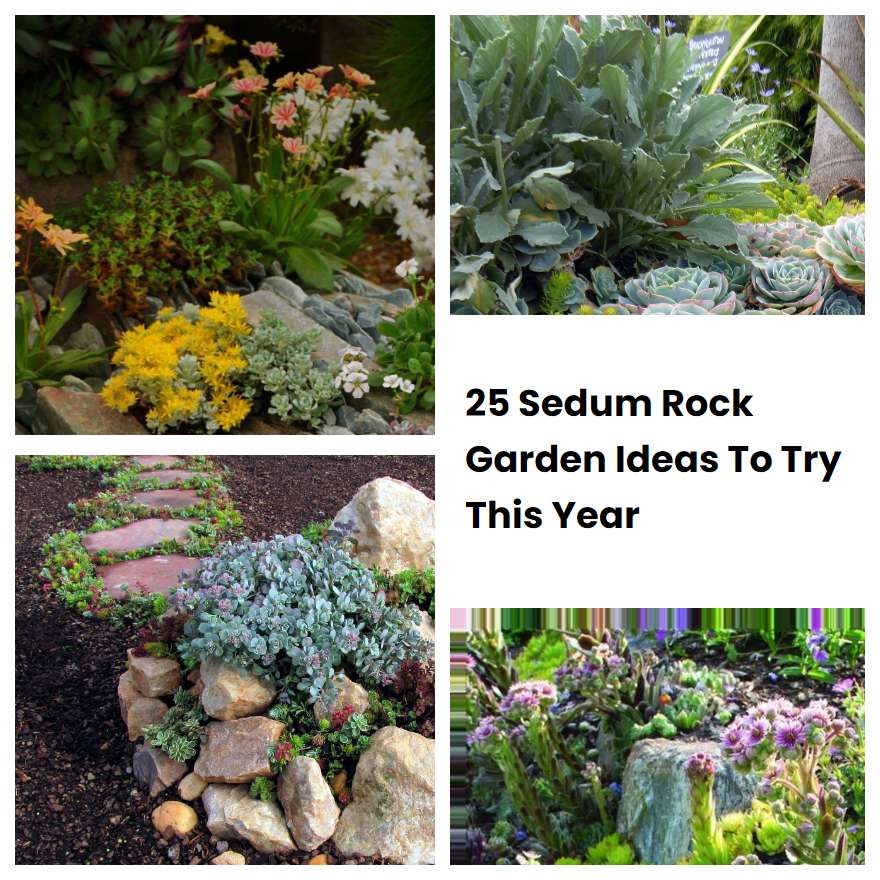 25 Sedum Rock Garden Ideas To Try This Year | SharonSable