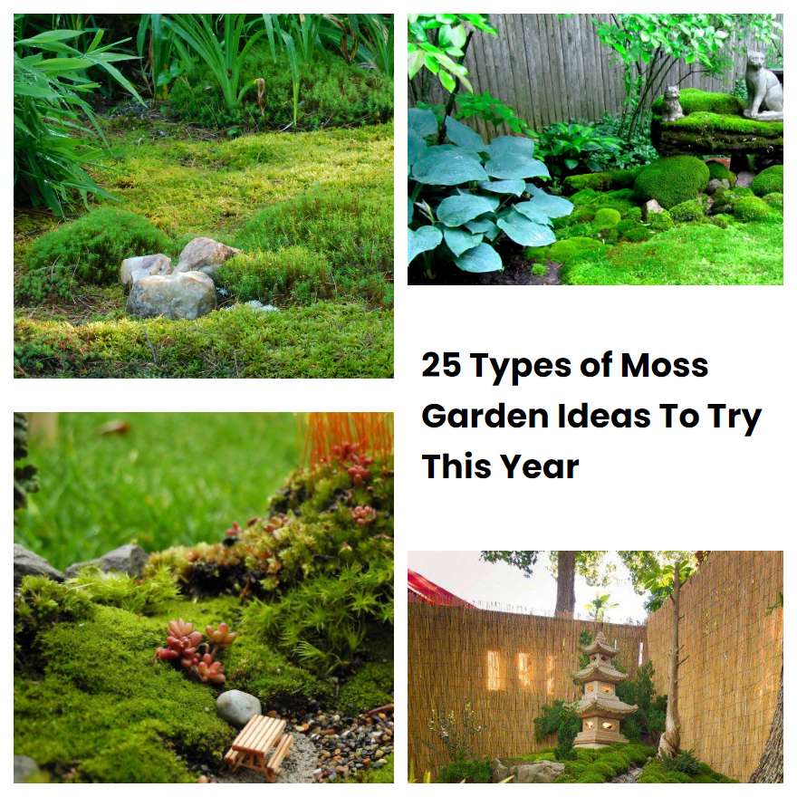 25 Types of Moss Garden Ideas To Try This Year | SharonSable