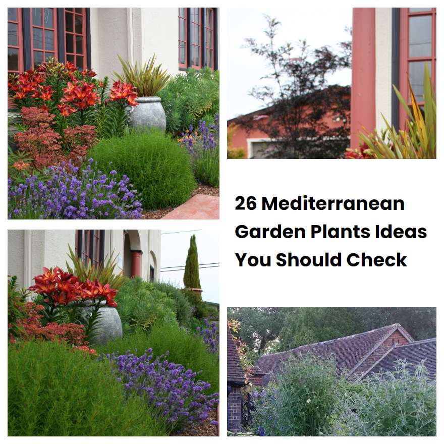 26 Mediterranean Garden Plants Ideas You Should Check | SharonSable